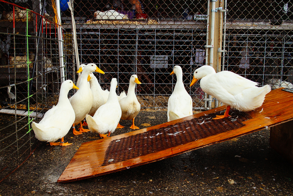Jackson County Fair Week Ducks Dave Lawrence Photography
