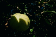 apples-7698