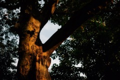 20200923-IMG_7846-copy