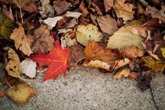 20201009-IMG_7880-copy