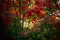 20201009-IMG_7881-copy