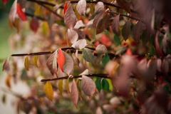 20201009-IMG_7890-copy