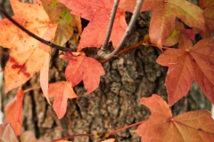 20201009-IMG_7897-copy