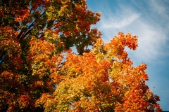 20201009-IMG_7903-copy