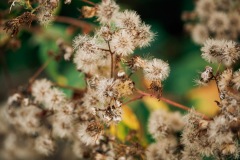 20201009-IMG_7905-copy