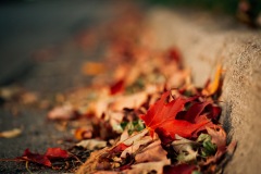 20201009-IMG_7909-copy