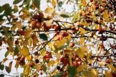 20201017-IMG_8017-copy