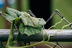 20200721-IMG_7654-copy