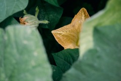 20200721-IMG_7660-copy