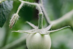 20200721-IMG_7667-copy