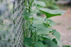 20200721-IMG_7668-copy