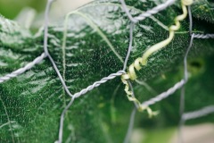 20200721-IMG_7671-copy