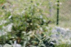 20200721-IMG_7678-copy