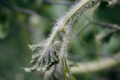 20200721-IMG_7680-copy