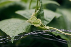 20200721-IMG_7681-copy