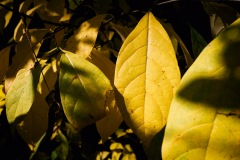 20201011-IMG_8763-copy