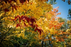 20201011-IMG_8772-copy