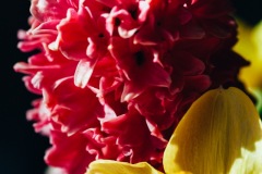 20200421-IMG_7090-copy