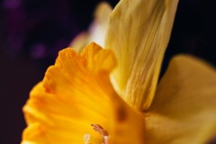 20200421-IMG_7101-copy